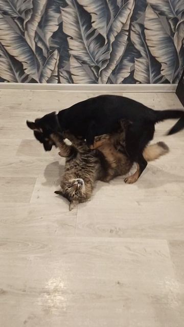 Вот так они играют