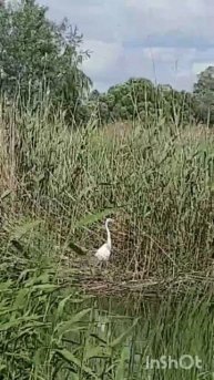 Цапля поселилась возле огорода