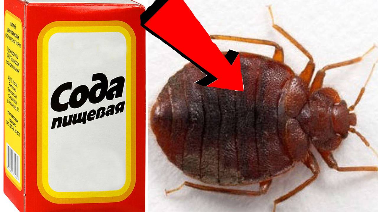 Как быстро избавиться от клопов За 3 Секунды..!..!..!.