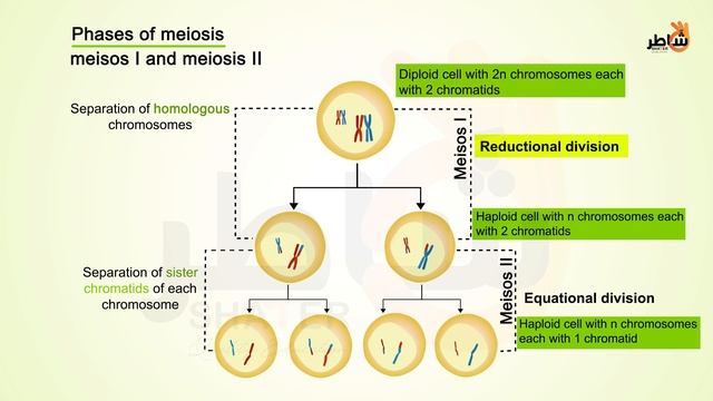 Chap1-doc2+3- Diploid and Haploid Cells + Meiosis video