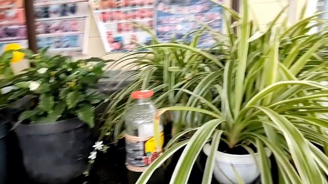 Рассада