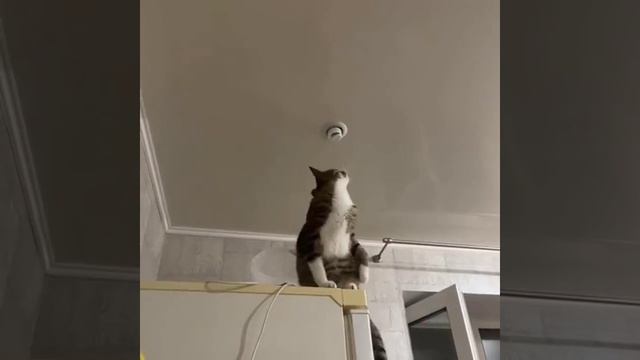 Кот электрик без проблем закрутил лампочку