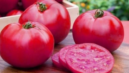 Лучший сорт помидор 🍅 КОРНЕЕВСКИЙ РОЗОВЫЙ ЦАРЬ ПОМИДОР!
