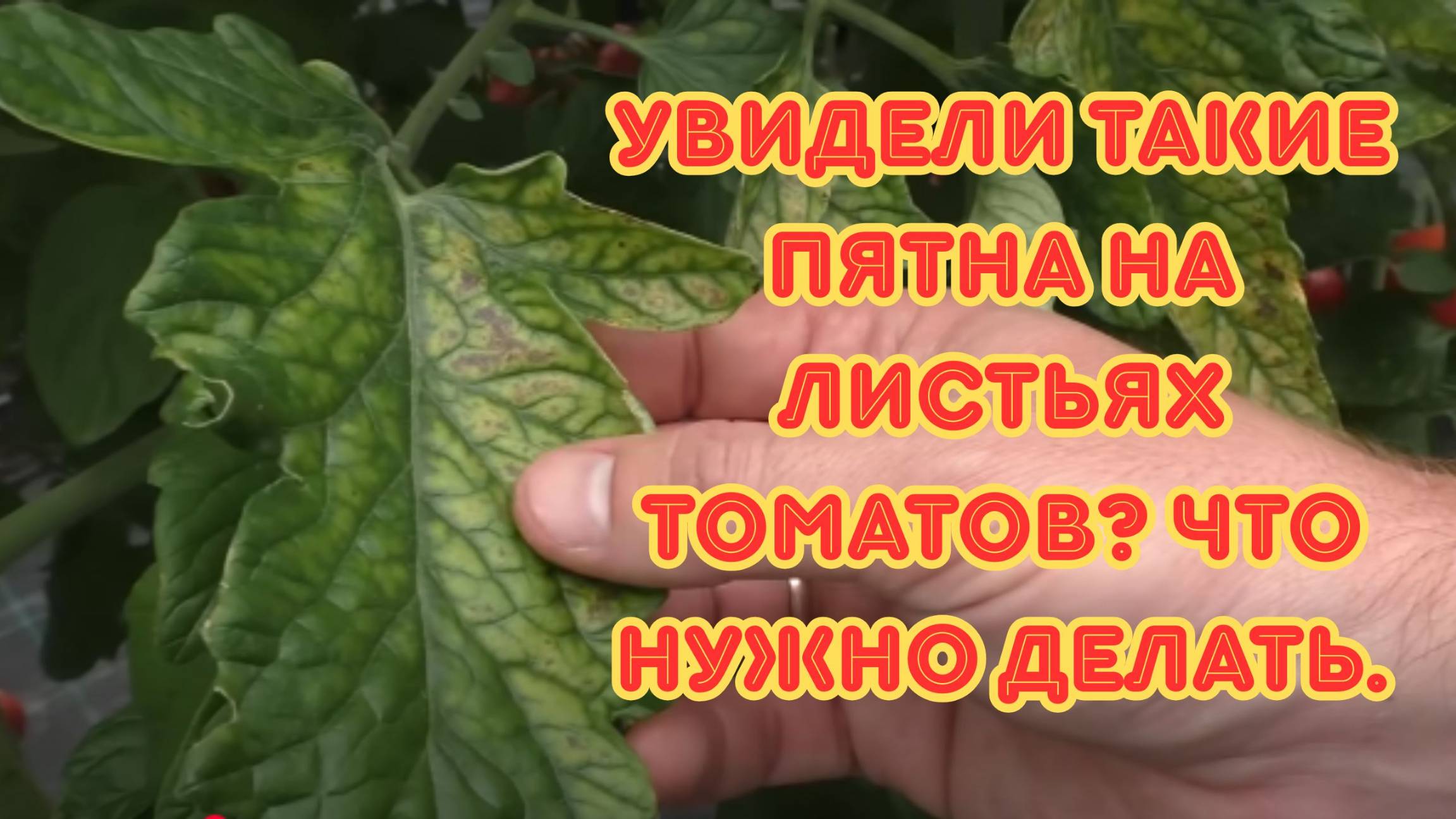 От чего на листьях томатов появляются пятна и как этого не допустить.