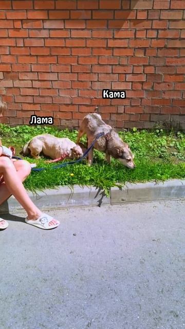 "100 метров впечатлений" ❥ Приют в Малинках