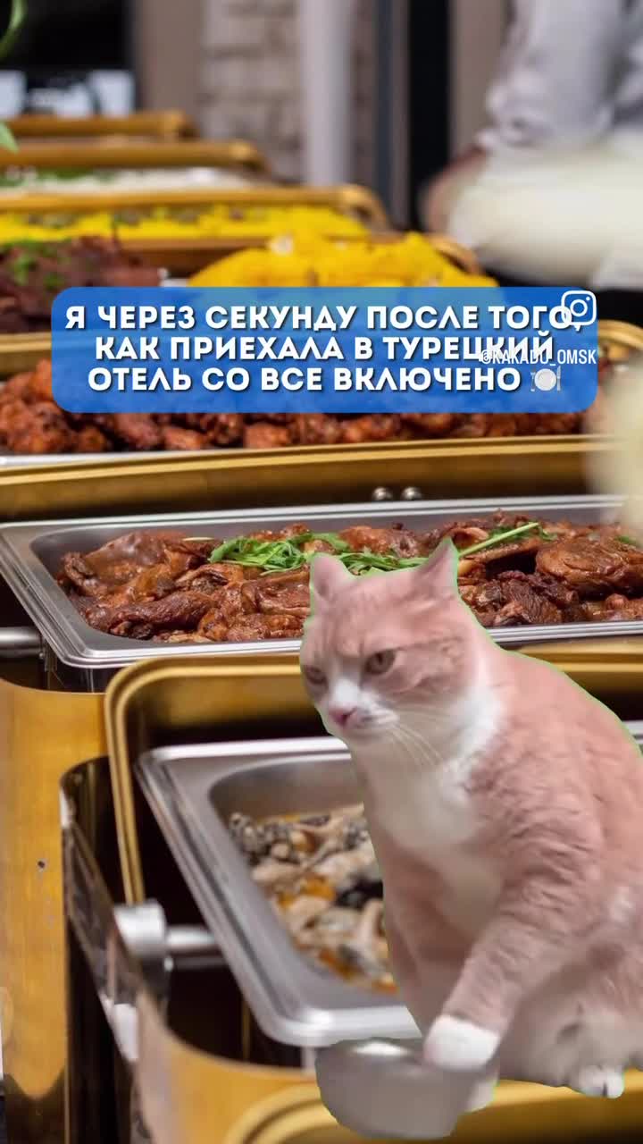Кот гремит/стучит миской 🐈