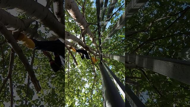 Я залезла на высокое дерево (примерно четвёртый этаж).