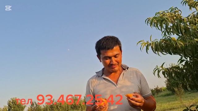 шафтолига мархамат