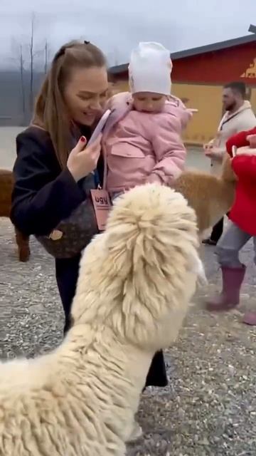 Экскурсия в парк альпак Пача-Мама на Роза Хутор #розахутор #сочи
