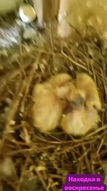 #сезонконтетаRUTUBE
Воскресное утро принесло известие: пустующее гнёздышко голубей снова занято.