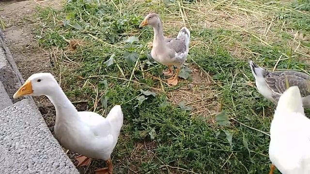 6 июля, гусята уехали