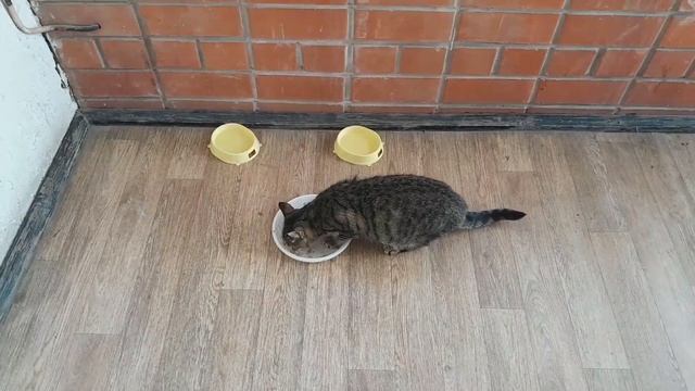 Домик для бездомных кошечек и тошка!