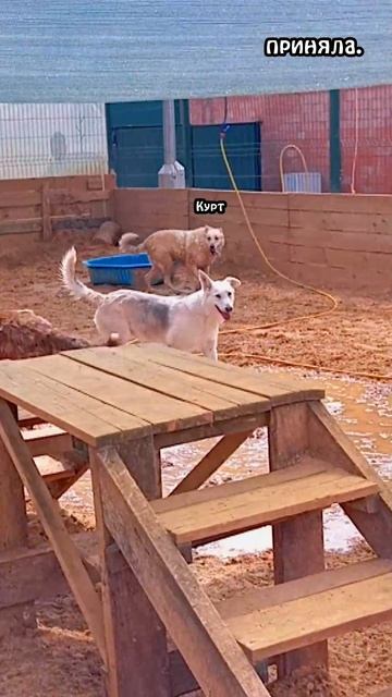 "Милка. Метаморфоза" ❥ Приют в Малинках