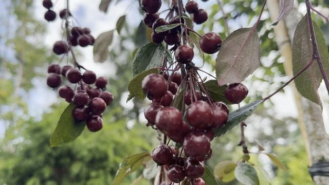 Яблоня ROYAL BEAUTY, CLT 35