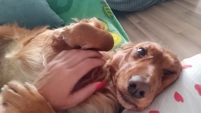 🔥 Джейн ТАЕТ от счастья! Этот пузик гладят КАК БОГА 💖🐶