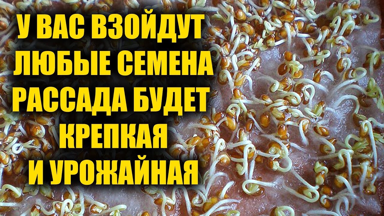 Вам удастся вырастить любые семена, и ваша рассада будет приносить богатый урожай.