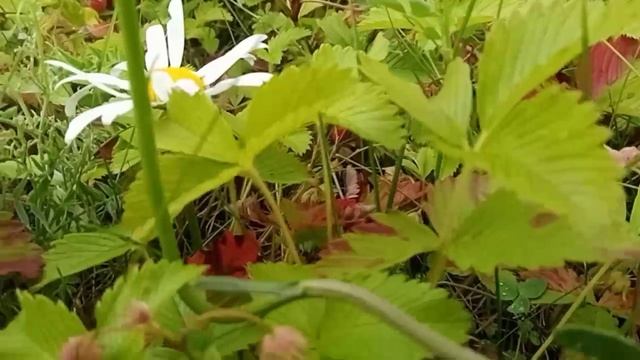 🔥 "Ягодный прятки: вот это мастерство маскировки! Кто спрятался в листве? 🍇👀"