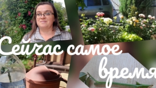 Черенкование роз