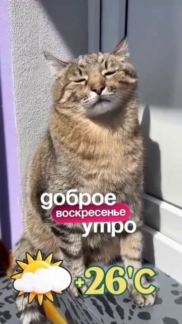 котик #киска #погода