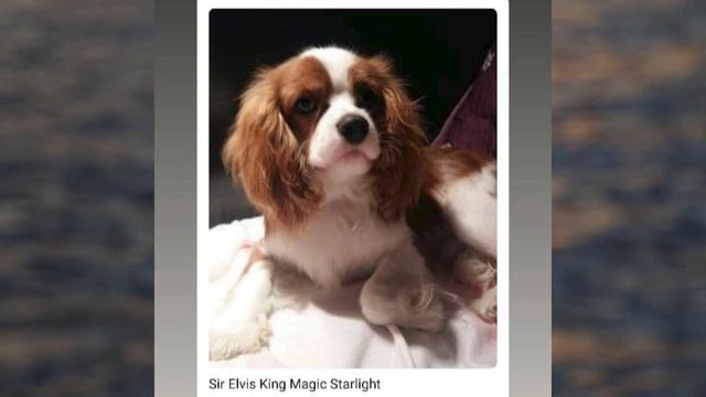 Elvis King Magic Starlight ( In Memoriam )