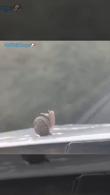 Самая быстрая улитка🐌😂