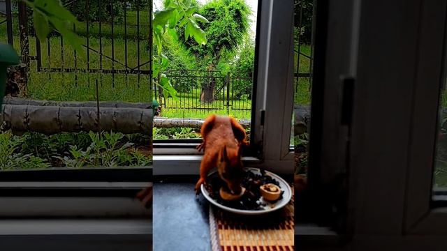 # Омские белочки 06.07.2025 г.