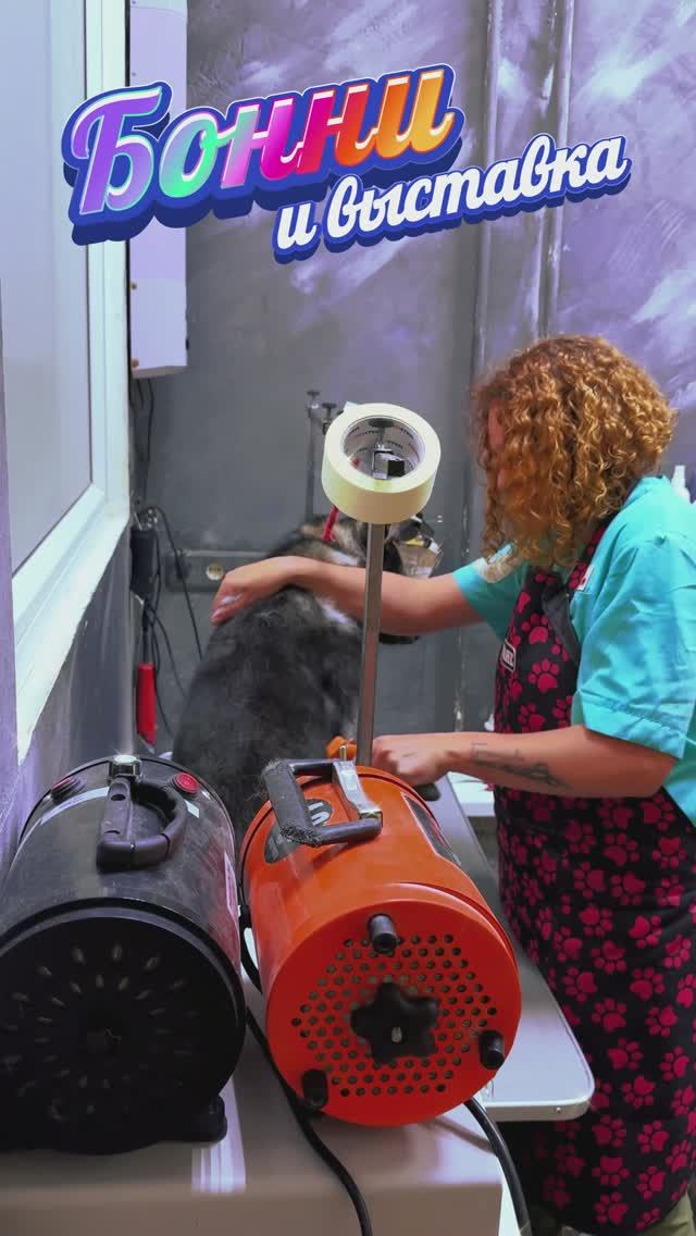 "Хасёна об одной выставке" ❥ Приют в Малинках