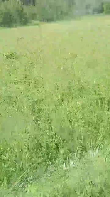 Покос, 05.07.25