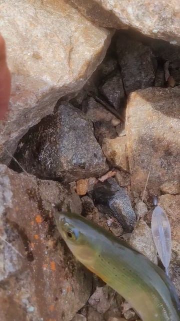 Рыбалка сегодня на Обжорку, ссылка в описании ролика