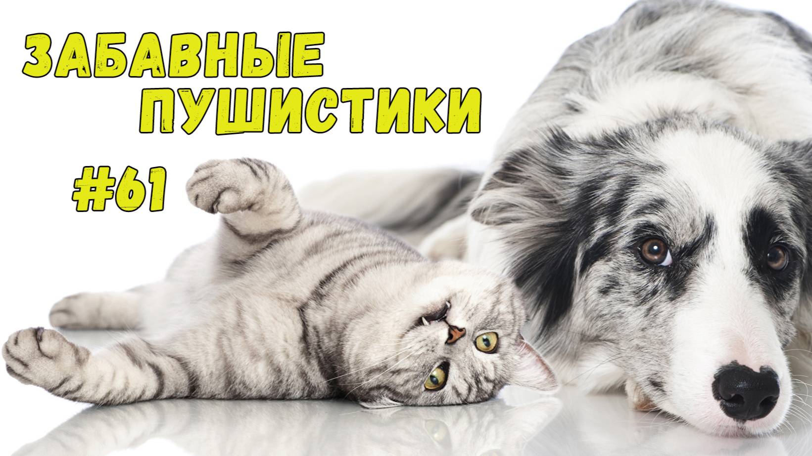 Я РЖАЛ ДО СЛЕЗ 😹 СМЕШНЫЕ КОШКИ И СОБАКИ  СМЕШНЫЕ ЖИВОТНЫЕ 2025 😹 ЛУЧШИЕ ПРИКОЛЫ #61