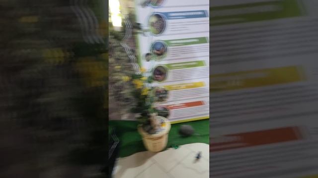 Ферма бабочек