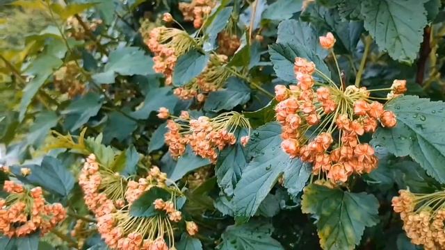 Природа после дождя