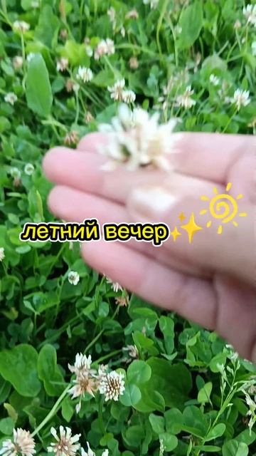 летний вечер✨