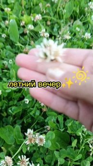 летний вечер✨