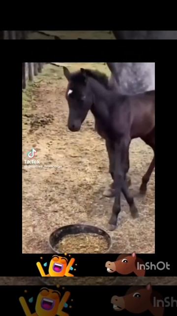 InShot_20250706_234729789.mp4