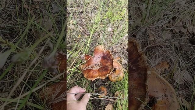 Угощала нас земля Дивеевская 🙏