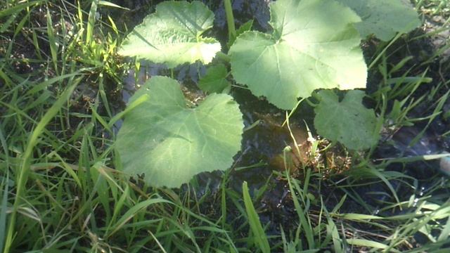Обзор и полив наших кабачков №6 и №7 сорта "Грибовские"