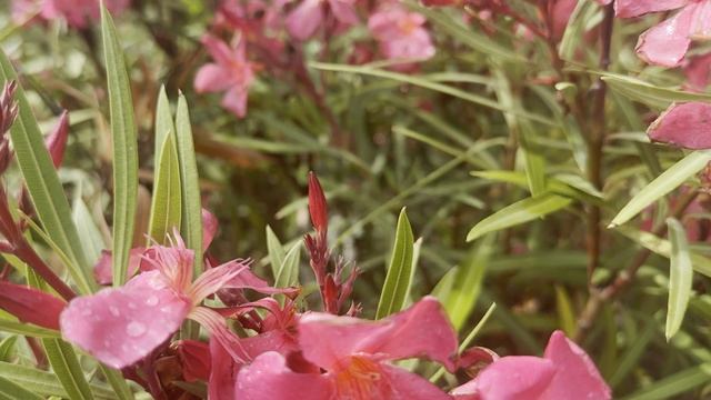 Азалия JAPONICA FENICIA, CLT 70