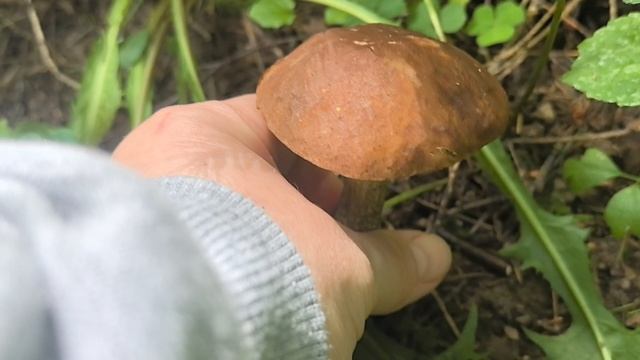 поход за грибами в лес