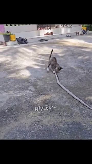 Котики и Змеи