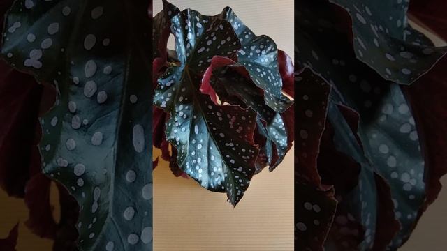 бегония Макулата, ДС Шоколад и продажа деток