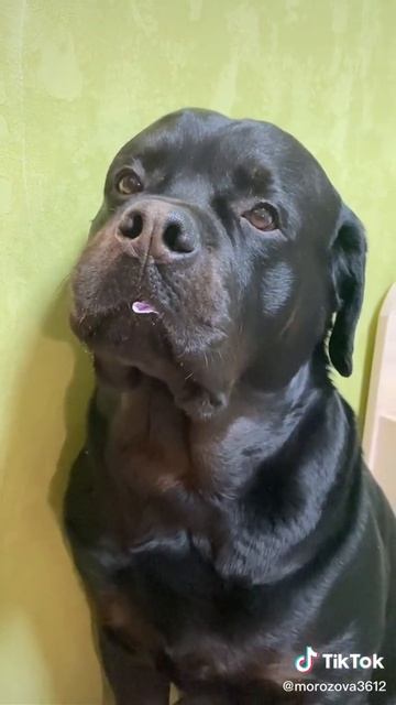 делаю сайты и рекламу в Яндексе для вас) продажи услуги. в профиле инфа