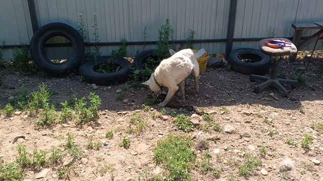 Играем с мячиком