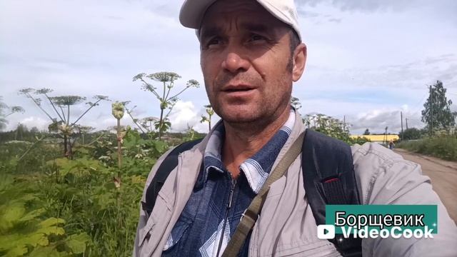 Как бороться Навсегда борщевиками?