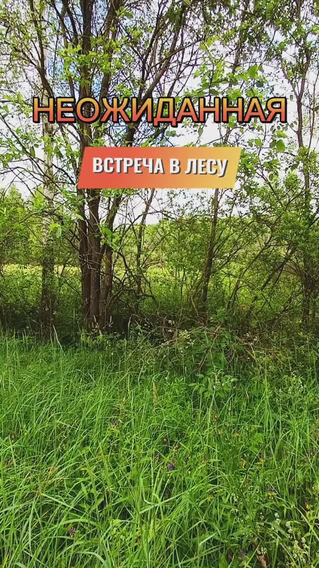 Неожиданная встреча в лесу 😊
