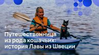 Путешественница из рода кошачьих: история Лавы из Швеции