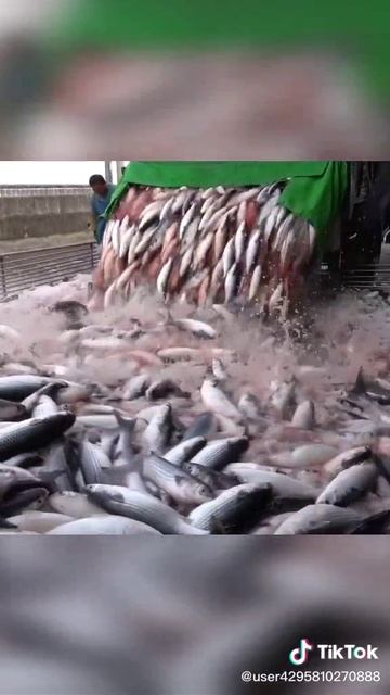 делаю сайты и рекламу в Яндексе для вас) продажи услуги. в профиле инфа