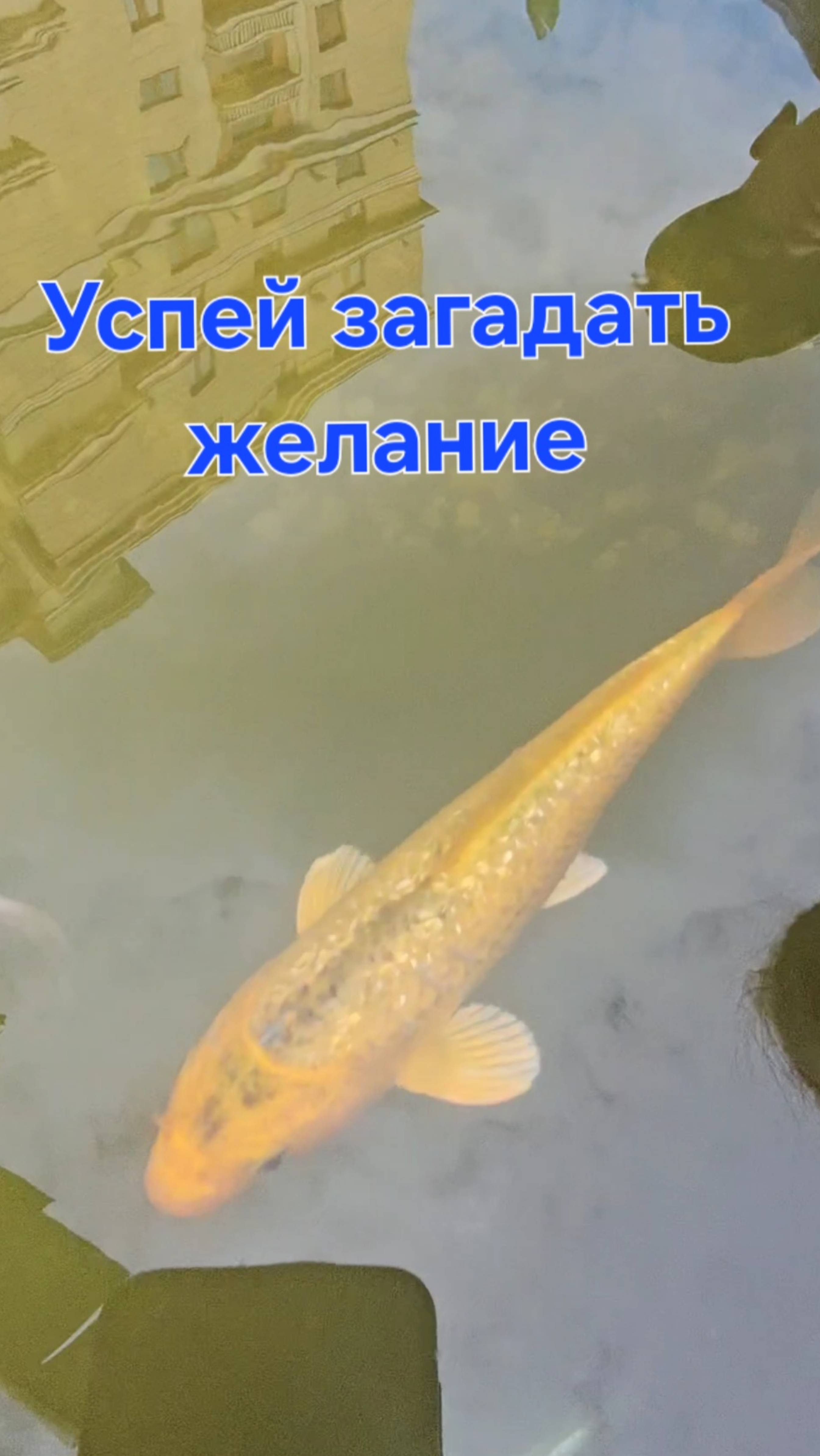 Золотая рыбка