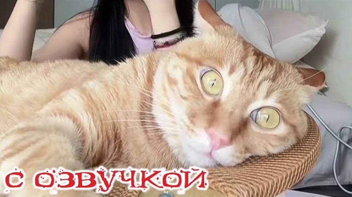 Приколы с котами! С ОЗВУЧКОЙ! Самые смешные животные! Смешные видео с котами!