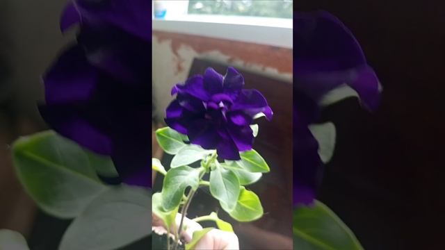 доброе утречко кофиек. с праздником Ивана Купалы